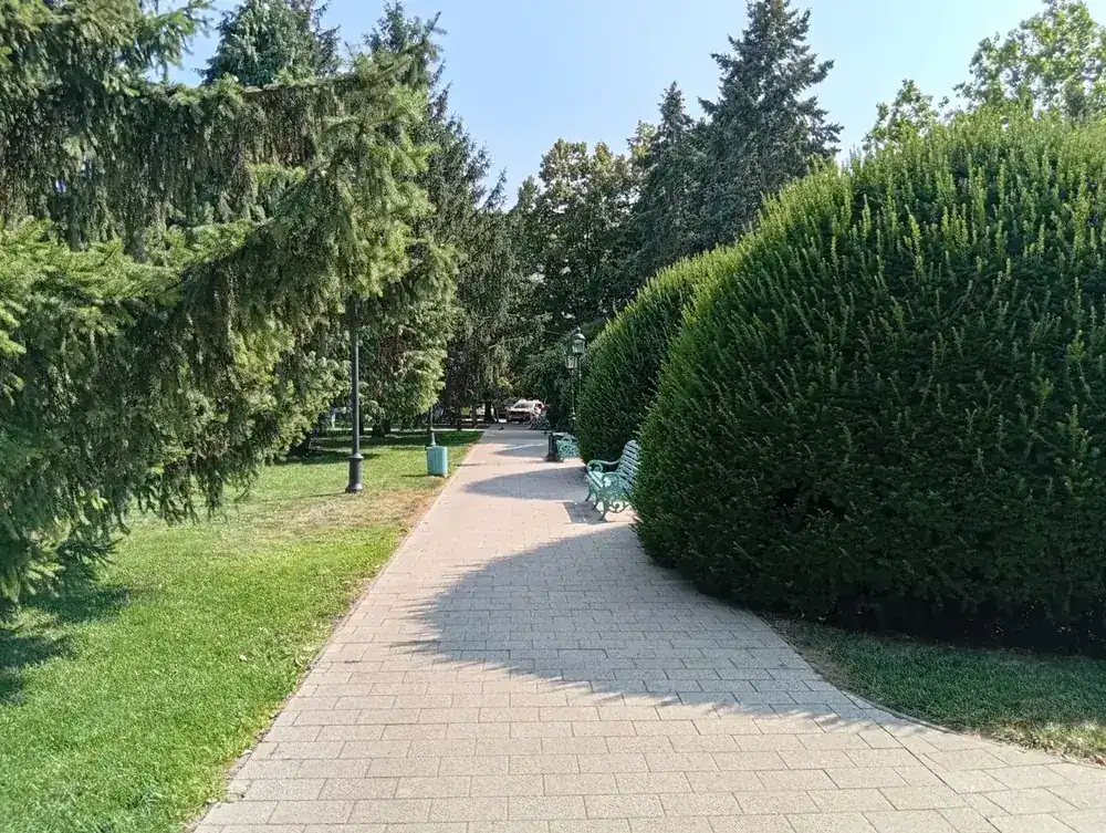 Path curving through the conifers
