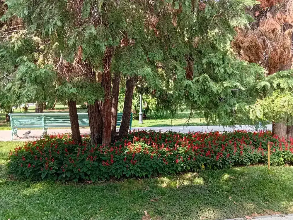 Salvia bed under a cedar