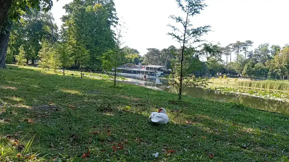 Geese on the lawn above the water